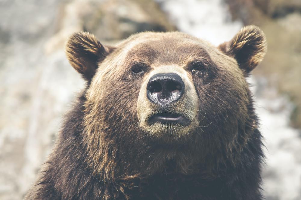 bear in a bear market